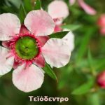 Τεϊόδεντρο αιθέριο έλαιο